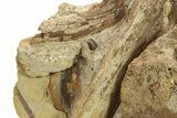 Dinosaur Tendons, Vertebrae, and Tooth in Sandstone - Wyoming #280902-4